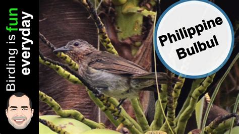 bulbulin meaning in tagalog|TUMULIN: Tagalog.